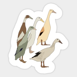 Indian Runner Ducks Sticker